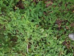 Abrus precatorius
