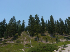 Abies magnifica shastensis