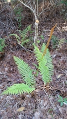 Osmundastrum cinnamomeum image