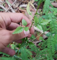 Magnoliopsida