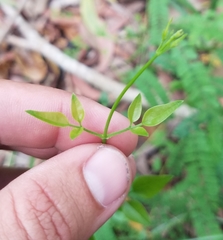 Magnoliopsida