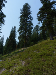 Abies magnifica shastensis