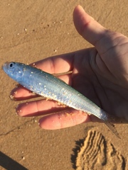 Sardina pilchardus