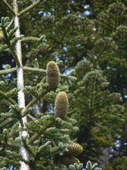 Abies magnifica shastensis