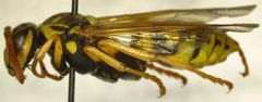 Polistes bucharensis