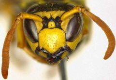 Polistes bucharensis
