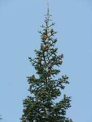 Abies magnifica shastensis