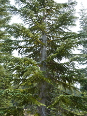 Abies magnifica shastensis