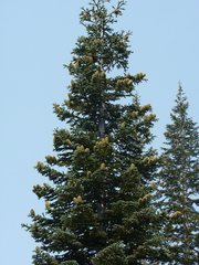 Abies magnifica shastensis