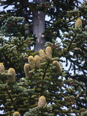 Abies magnifica shastensis