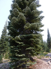 Abies magnifica shastensis