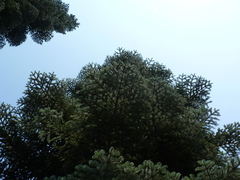 Abies magnifica shastensis