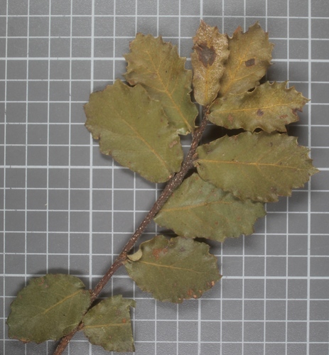 Quercus praeco