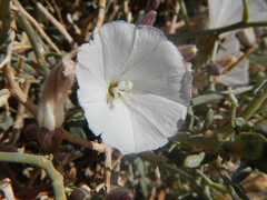 Convolvulus trabutianus image