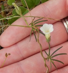 Ipomoea costellata edwardsensis