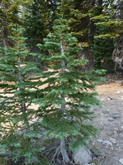 Abies magnifica shastensis