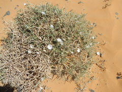 Convolvulus trabutianus image