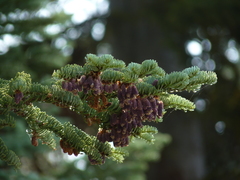 Abies magnifica shastensis