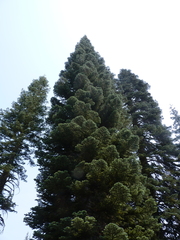 Abies magnifica shastensis
