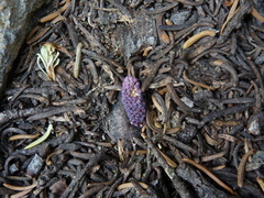Abies magnifica shastensis