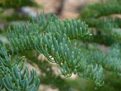 Abies magnifica shastensis
