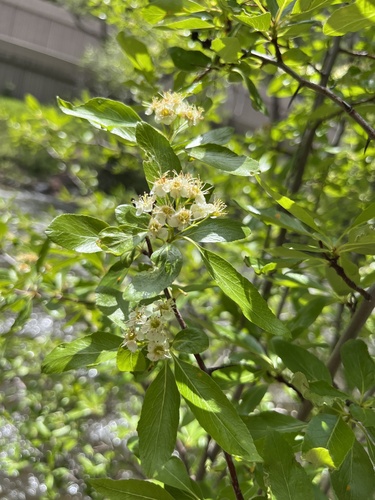 willow hawthorn (Crataegus saligna)