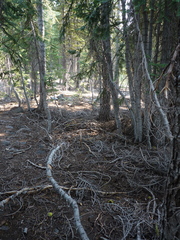 Abies magnifica shastensis