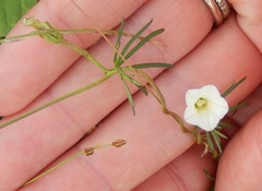 Ipomoea costellata edwardsensis