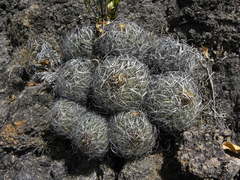 Echinofossulocactus wippermannii