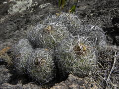 Echinofossulocactus wippermannii