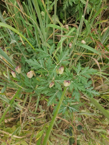 Image of Ligusticum apiifolium by no rights reserved