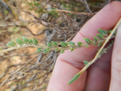 Psammotropha