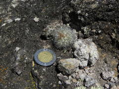 Echinofossulocactus wippermannii