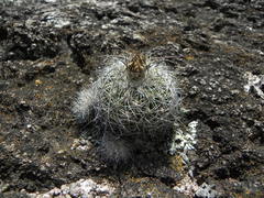 Echinofossulocactus wippermannii