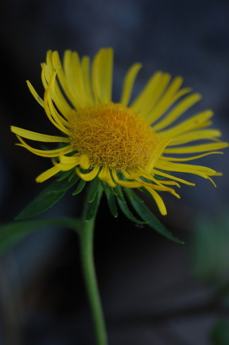 Meadow Fleabane