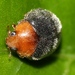 Cryptolaemus montrouzieri - Photo (c) Malcolm Tattersall, alguns direitos reservados (CC BY-NC-SA)
