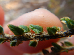 Psammotropha