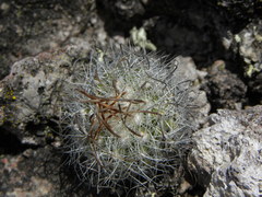 Echinofossulocactus wippermannii