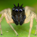 Dimorphic Jumping Spider - Photo (c) Thomas Shahan, some rights reserved (CC BY-NC), uploaded by Thomas Shahan