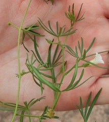 Ipomoea costellata edwardsensis