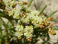 Psammotropha
