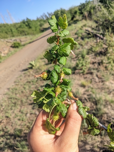 Image of Ribes pinetorum by (c) Alina Martin, some rights reserved (CC BY)