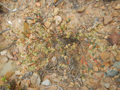 Psammotropha quadrangularis