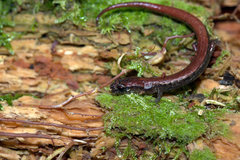 Terrestrial Flat-Footed Salamander photo 2