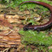 Salamandra Terrestre Hidalguense - Photo (c) Holzheuser, algunos derechos reservados (CC BY), uploaded by Chace Holzheuser