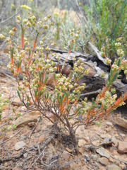 Psammotropha quadrangularis