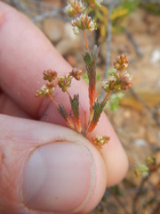 Psammotropha quadrangularis