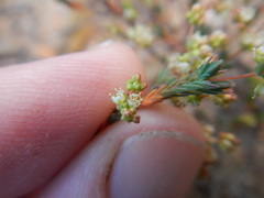 Psammotropha quadrangularis