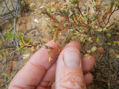 Psammotropha quadrangularis