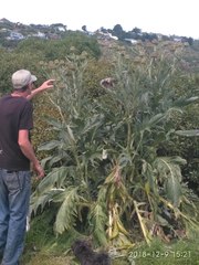 Cynara cardunculus cardunculus